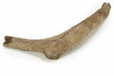Hadrosaur (Edmontosaurus) Rib Bone - Wyoming #263717-3